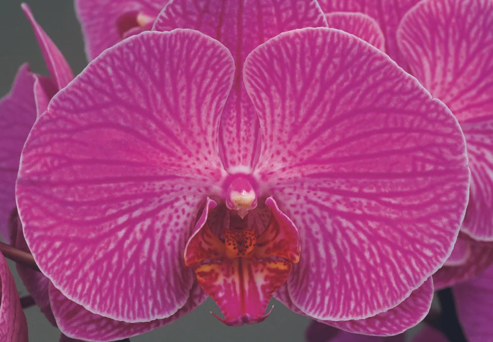 ANTI ÂGE FACE REPAIR SERUM | RETINOL [2.1%] + VITAMIN C [5.6%] | Skin + Scars-2